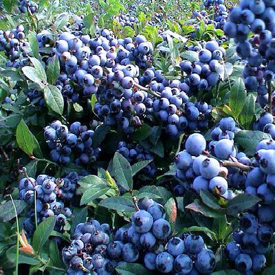 Ivy Brambles Pure Silk 20-2 821-109 Wild Blueberries Ivy Brambles Pure Silk 20-2 821-109 Wild Blueberries